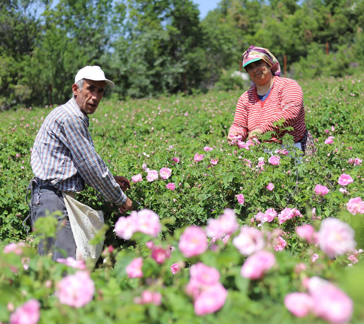 Rose Cosmetics: The Impressive Power of the Isparta Rose